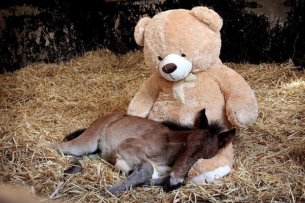 An Orphaned Foal And His Teddy Bear